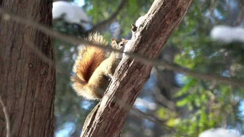 Squirel eating snow on a branch. Stock Footage 330501367