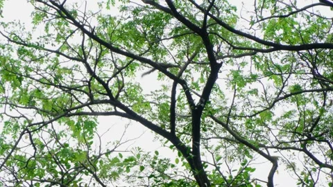 Squirel jumping around on canopy Stock Footage 340553143