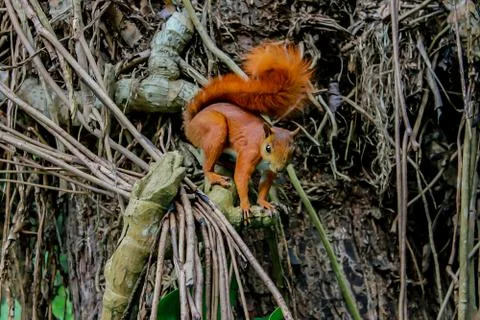 Squirel Stock Photos