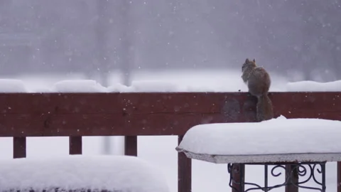 Squirel In Snow Stock Footage 164060567