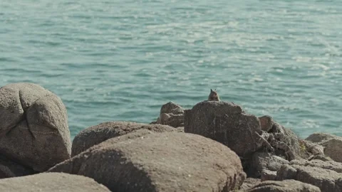 Squirel sunbaithing on rock by ocean Stock Footage 295002076