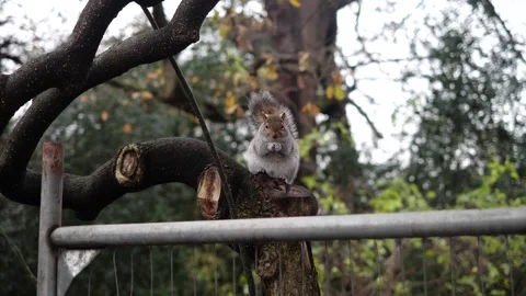 A squirel on a tree branch Video stock 295007224