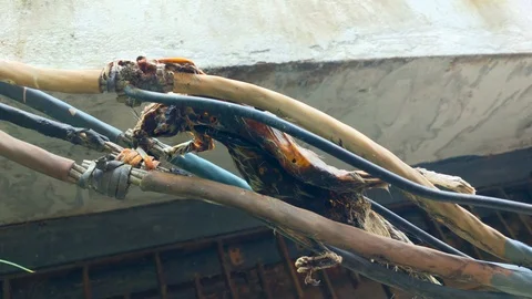 A Squirell died due to electrical current Stock Footage 113784335