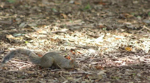 Squirell Digging and stashing nuts Stock Footage 52793973