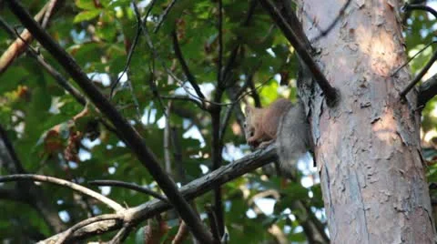 Squirell eat Stock Footage 10971169