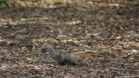 Squirell Feeding on Forrest Floor Stock Footage 52793921