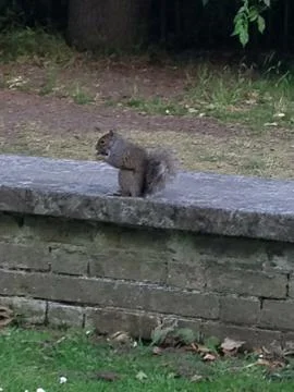 Squirell feeding 写真素材