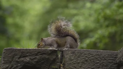 Squirell Stock-Footage 136058279