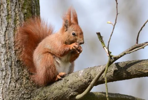 Squirell Stock Photos