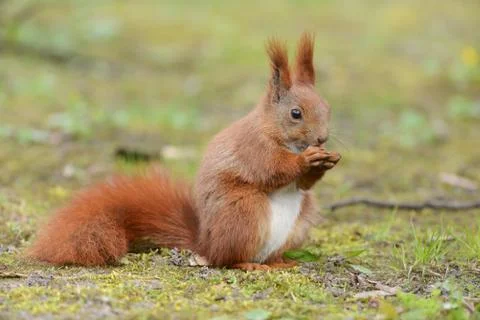Squirell Stock Photos