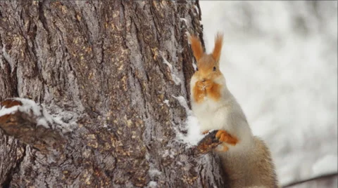 Squirell sits and eats on a tree in the winter forest Stock Footage 57638878