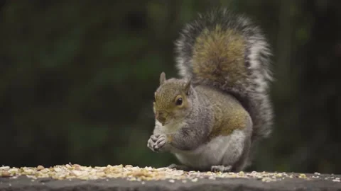 Squirell slow motion Stock-Footage 136058426