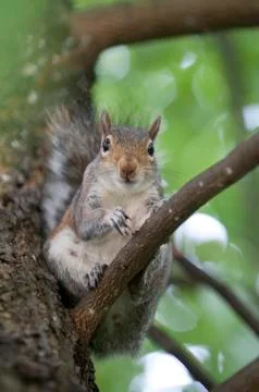 Squirell on a tree Stock Photos