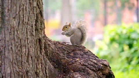 Squirl eating in tree in park New York Stock Footage 91663438