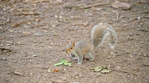 Squirl looking and walking in park New York Stock Footage 91663442