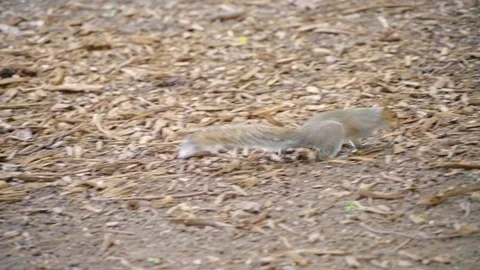 Squirl looking and walking in park New York 動画素材 91663450