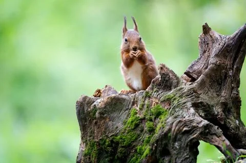 Squirl Stock Photos