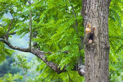 Squirl sitting in tree Stock Photos