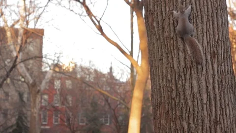 Squirl's Playing  in Washington Square Park NYC Stock Footage 87049945