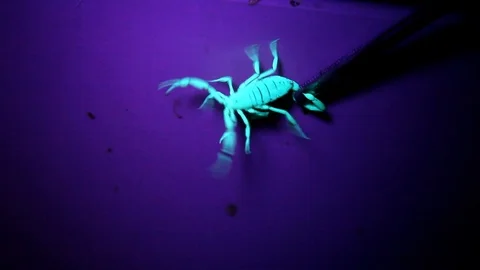 Squirming Scorpion Being Exterminated Under a Black Light Stock Footage 96467248