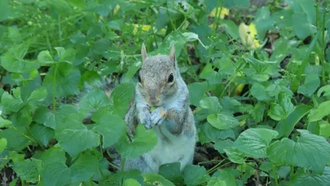 Squirreal in green park Stock Footage 155319884