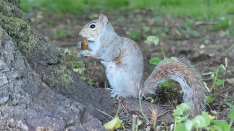 Squirreal in Monza park Vídeo Stock 155319896