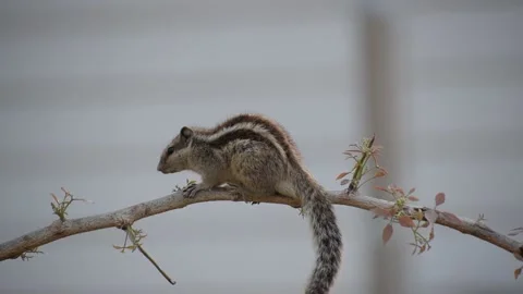 Squirreal on a tree Stock Footage 130623632