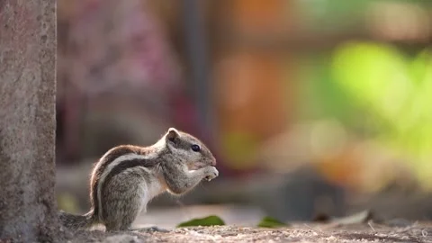 Squirrel 01 Stock Footage 258024935