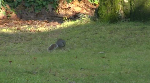Squirrel 03 Stock Footage 8629125