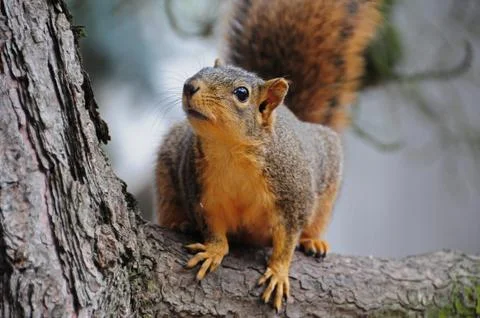 Squirrel 03 Stock Photos