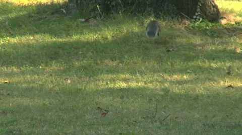 Squirrel 04 Stock Footage 8945180