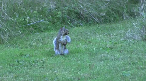 Squirrel 1 40 Stock Footage 12428683