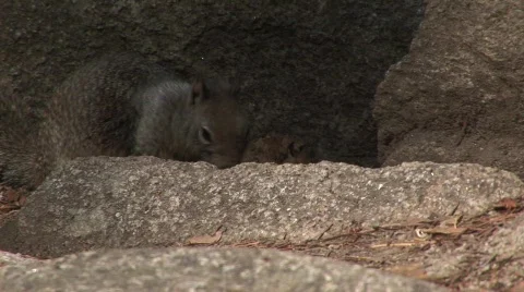 Squirrel 1 Stock-Footage 476204