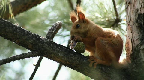 Squirrel 1 Stock Footage 859587
