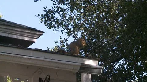 Squirrel 1 Video stock 10791626