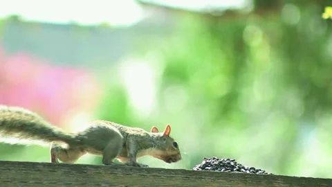 Squirrel 1 Stock Footage 281580712