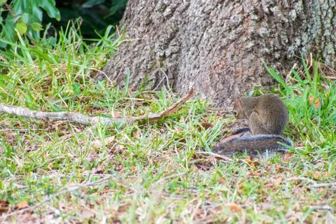 Squirrel-1 Stock Photos