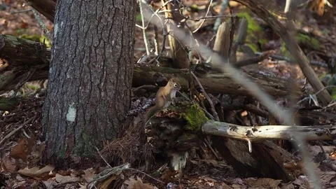 Squirrel 1080 Digging Around Stock Footage 146200000