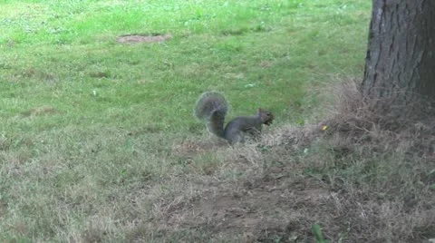 Squirrel 2 20 Stock Footage 12428762