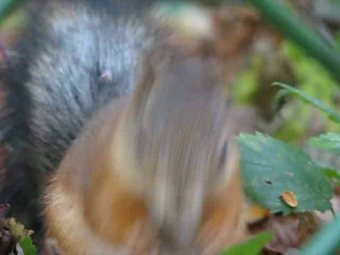 Squirrel 2 Video stock 415395