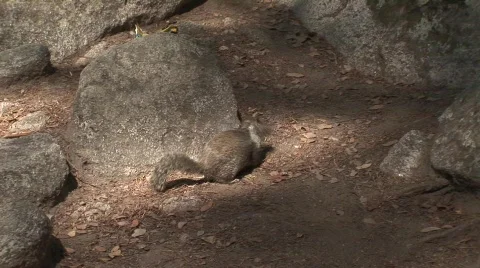 Squirrel 2 Vídeo Stock 476199