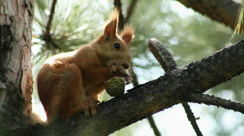 Squirrel 2 Stock Footage 859581