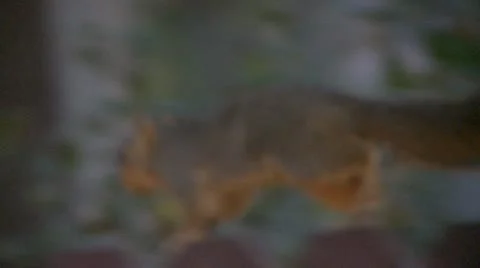 Squirrel 2 Video stock 10791397