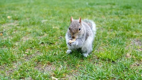 Squirrel 2 Stock Footage 112010284