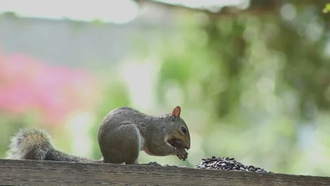 Squirrel 2 Stock-Footage 281580707