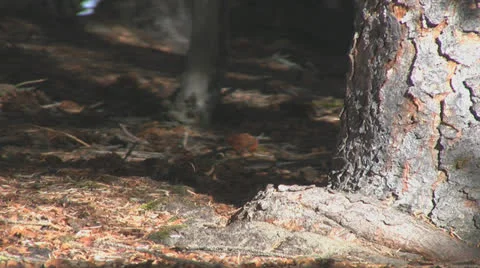 Squirrel 2 (moose sequence) Stock Footage 24721404