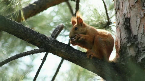Squirrel 3 Stock Footage 859585