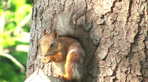 Squirrel 3 Stock Footage 5370863
