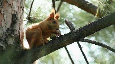 Squirrel 4 Stock Footage 859579