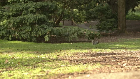 Squirrel 4k Pro Res 422HQ 스톡 동영상 152747954